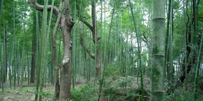 小竹林01.jpg