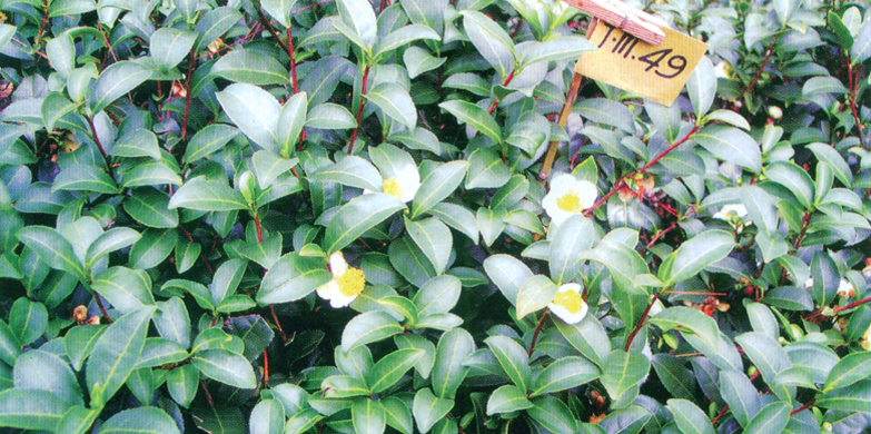 b.不知春01.jpg