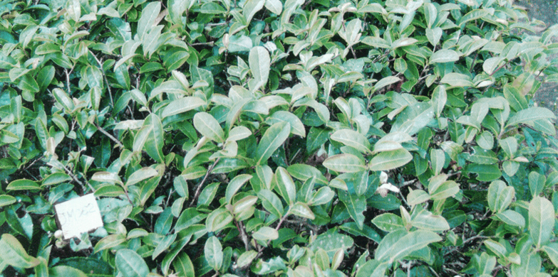 d.大红袍01.jpg