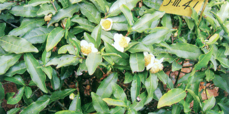 g.关公眉01.jpg