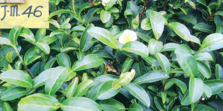 h.红海棠01.jpg