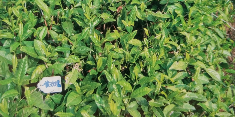 h-黄玫瑰01.jpg